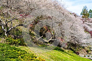 Sakura trees in pink color full blooming on small hill with green grass , colorful autumn trees surrounding the hill in spring,Jap