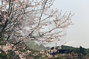 Sakura trees on tianzhushan mountain photo