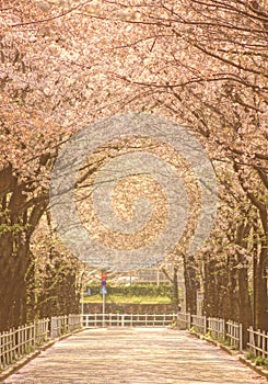 Sakura of tunnel