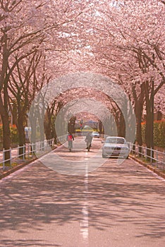 Sakura of tunnel photo