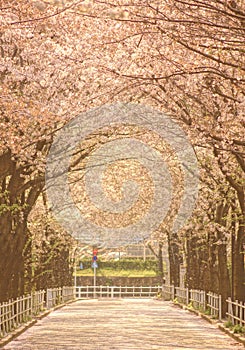 Sakura of tunnel photo