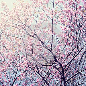 Sakura in winter at Doi Kunwang, Chaingmai , Thailand. Vintage f