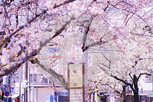 Sakuradai Sakura (Aoba -ku, Yokohama -shi) photo