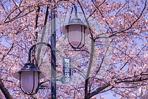 Sakuradai Sakura (Aoba -ku, Yokohama -shi) photo