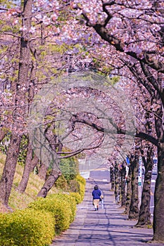 Sakuradai Sakura & x28;Aoba -ku, Yokohama -shi& x29; photo