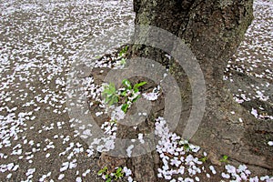 Sakurafubuki and sakura petals falling around the cherry tree at Kita-in Temple,Kosenbamachi,Kawagoe,Saitama,Japan in spring.