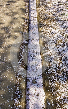 Sakurafubuki,sakura petals on the ground,Hirosaki Park,Aomori,Tohoku,Japan