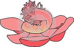 Sal flower illustration design on white