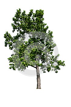 Sal tree