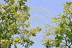 Sal tree and flower under the forest