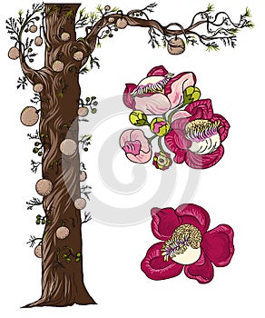 Sal tree isolate vector,cannonball tree tropical flowers in blossom on a branch,Tree of Buddha born