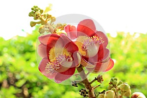 Sala flora or Shorea robusta flower