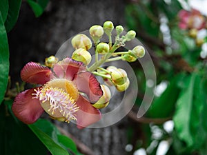 Sala flora or Shorea robusta flower on Cannonball Tree and the sal tree is revered by many Buddhist people around the world.