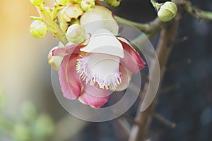 Sala flora or Shorea robusta flower on Cannonball Tree and the sal tree is revered by many Buddhist people around the world