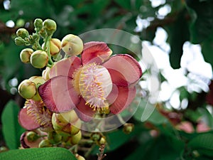 Sala flora or Shorea robusta flower on Cannonball Tree and the sal tree is revered by many Buddhist people around the world.Shorea