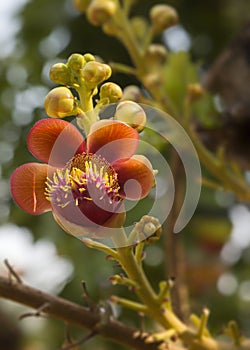 The Sala Flower in bloom at Giac Lam Pagoda.