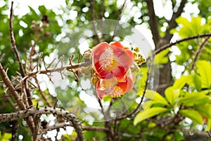 Sala Flower. Buddha\'s tree of birth history. I