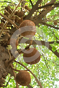 Sala flower on cannon ball tree