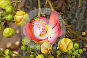 Sala flower on tree