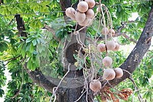 Sala or Shorea robusta tree