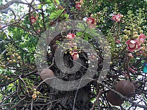 Sala tree (Cannonball tree)