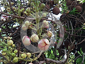 Sala tree (Cannonball tree)