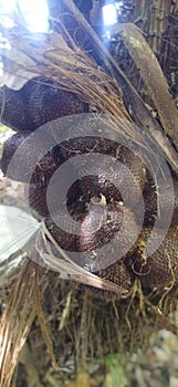 salaca fruit
