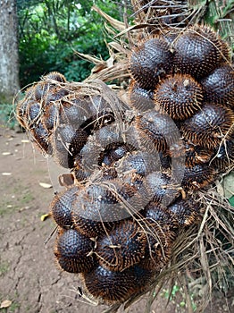 Salacca Zalacca is one of the salak cultivars that mostly grows in the area of â€‹â€‹Sleman Regency