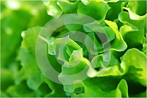 Salad background