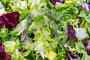 Salad background, freshness green salad leaves of frisee, romaine salad, radicchio