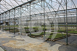 Salad in big greenhouse builiding