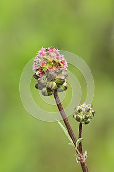 Salad burnet bloom cluster (Sanguisorba minor).