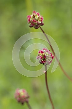 Salad burnet bloom cluster (Sanguisorba minor).