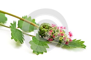 Salad Burnet flower