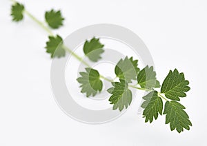 Salad Burnet Fresh