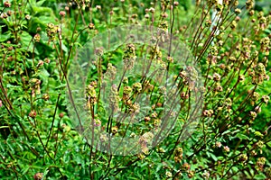 Salad Burnet Sanguisorba minor