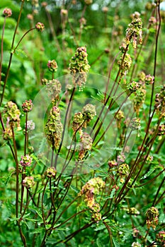 Salad Burnet Sanguisorba minor