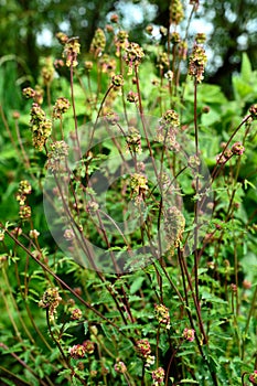 Salad Burnet Sanguisorba minor