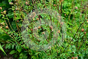 Salad Burnet Sanguisorba minor