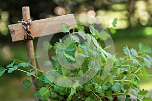 Salad burnet Sanguisorba minor with a blank plant marker in th