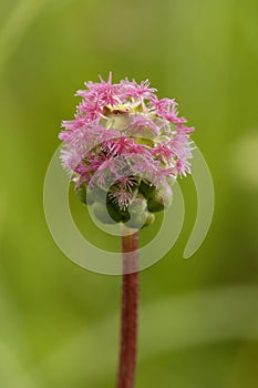 Salad Burnet