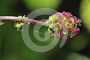 Salad Burnet