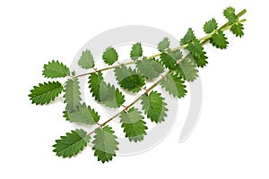 Salad Burnet sprigs