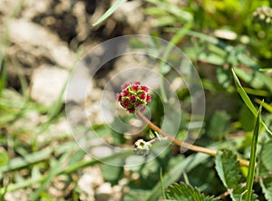 Salad Burnet Wild Flower on Downland