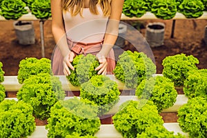 Salad in caring hands. Hydroponic vegetables salad farm. Hydroponics method of growing plants vegetables salad farm, in