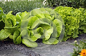 Salad chicory and lettuce on garden bed