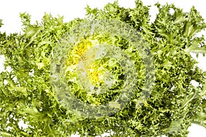 Salad Cichorium endivia on white background