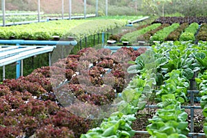 Salad crop in hydroponics system farm for agriculture and vegetarian concept