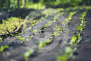 Salad farm vegetable green oak lettuce. Close up fresh organic hydroponic vegetable plantation produce green salad hydroponic