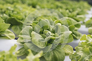 Salad farm vegetable green oak lettuce. Close up fresh organic hydroponic vegetable plantation produce green salad hydroponic